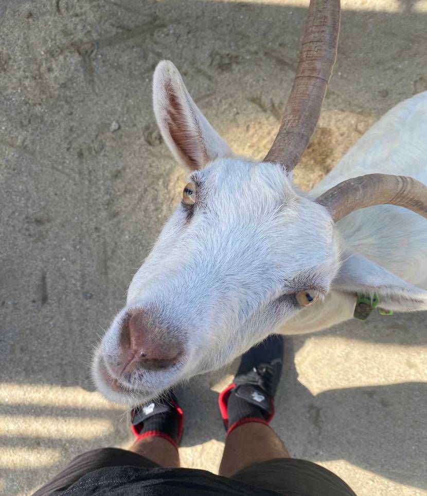 プレ値で買ったシュプダン履いて子供と公園へ🛝
ヤギ🐐に初踏みされました😂