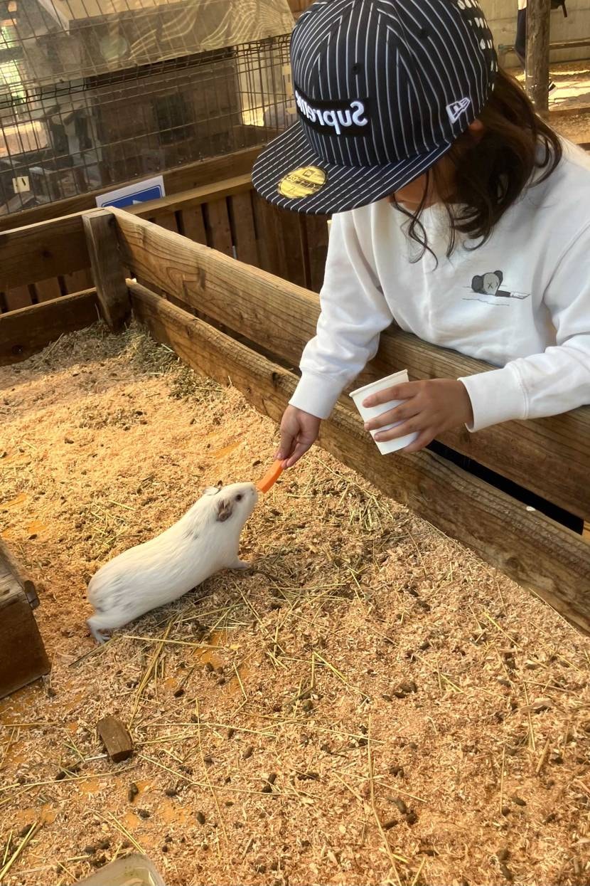 🐵が、もうゴリラの餌やりは飽きた！と言うのでうさぎの餌やり体