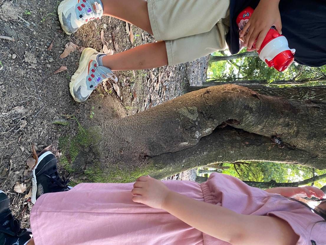 初カブト
子どもがいきなり見つけた😳
