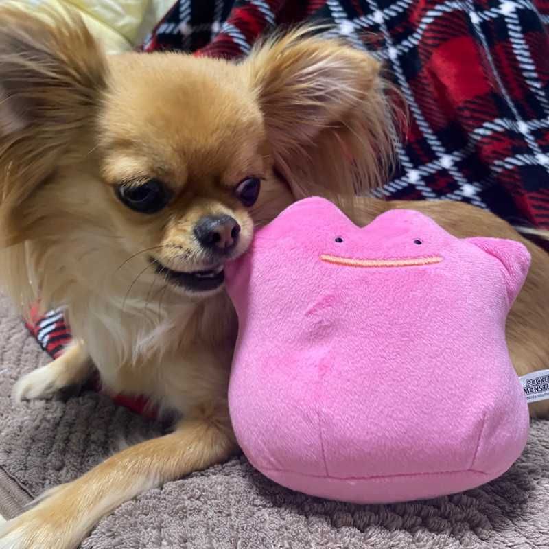 ゆか