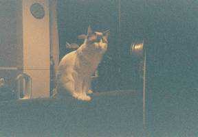 ユーザーアイコン