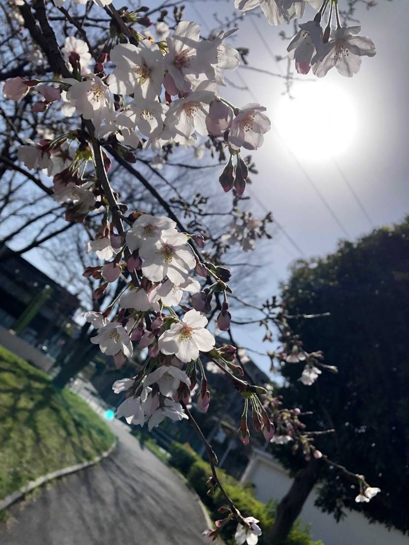 今日は奥さんと毎年恒例のお花見🌸まだまだ二分咲きでした😇