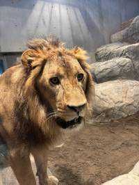 leo