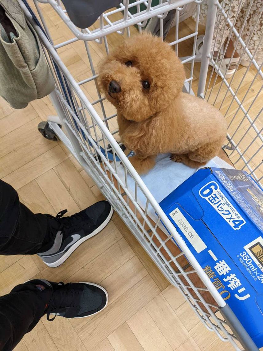 今週は戻り梅雨ですね☂
ゴアテックスの出番です😉
愛犬とCAINZに買い出
