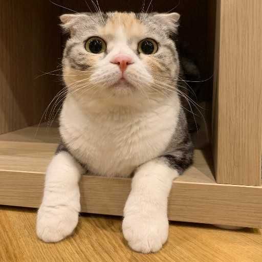ねこになる