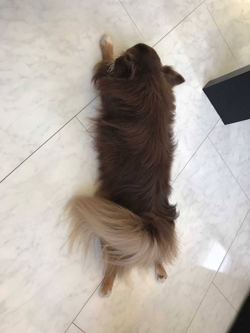 暇な時とかStockxで自分の知らないものとか珍しいの見て楽しむ遊びしてるんだけ