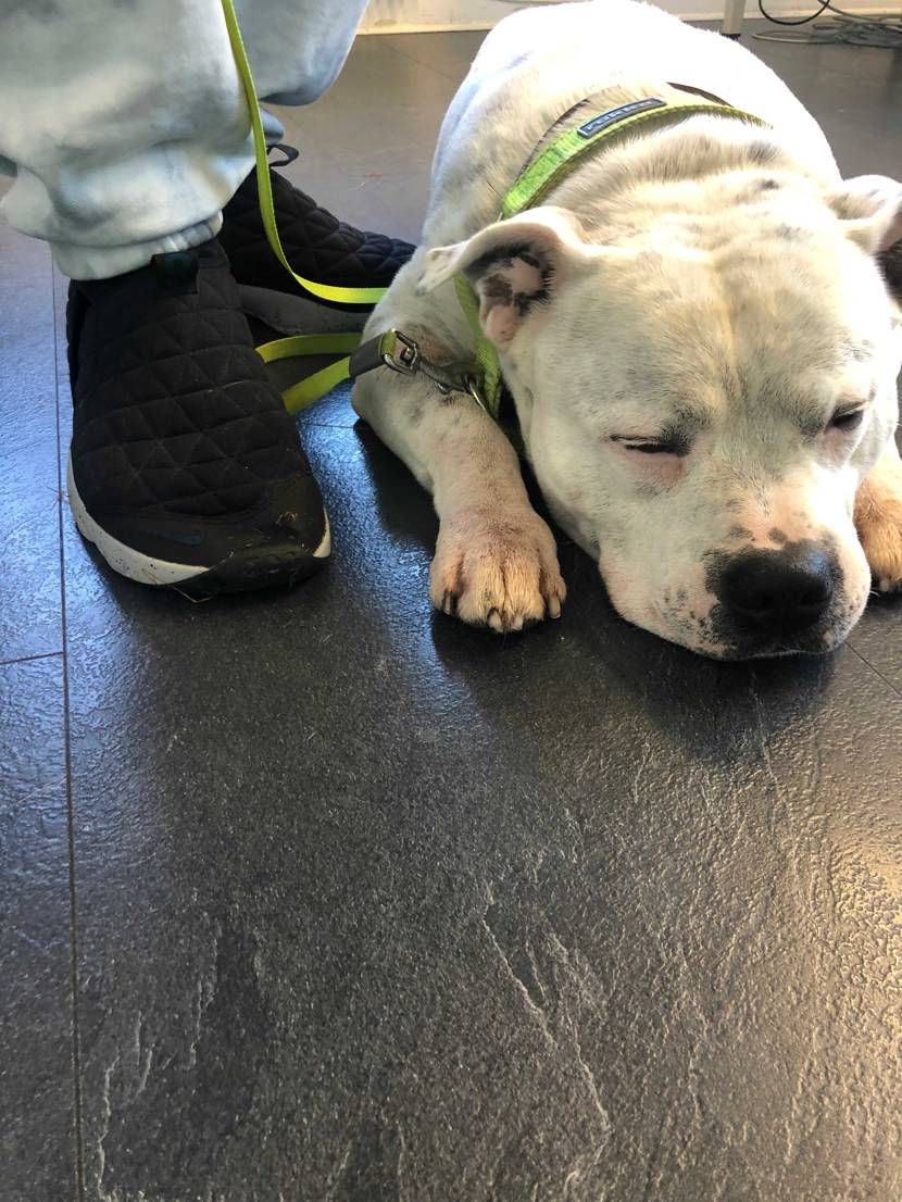 犬の健康診断に来てます。