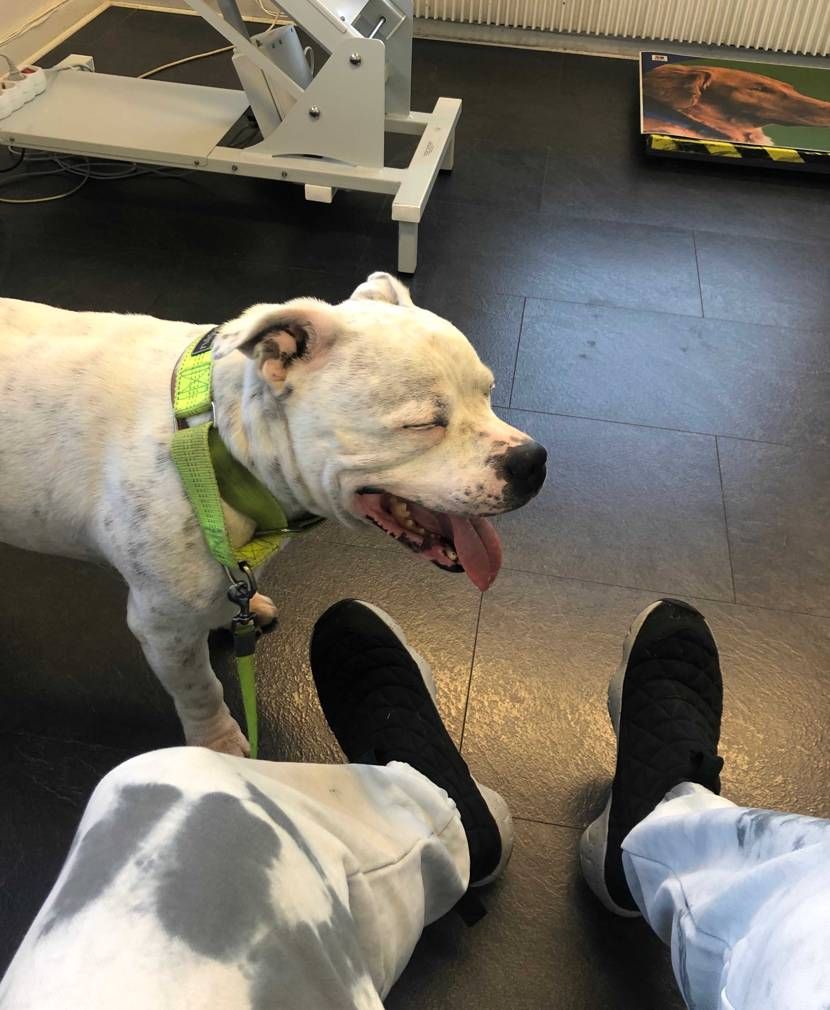 犬の健康診断に来てます。