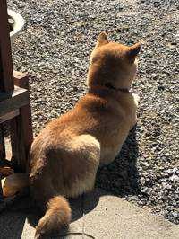 とんちゃん
