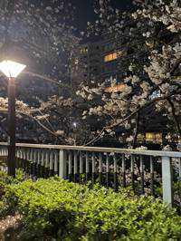 シン