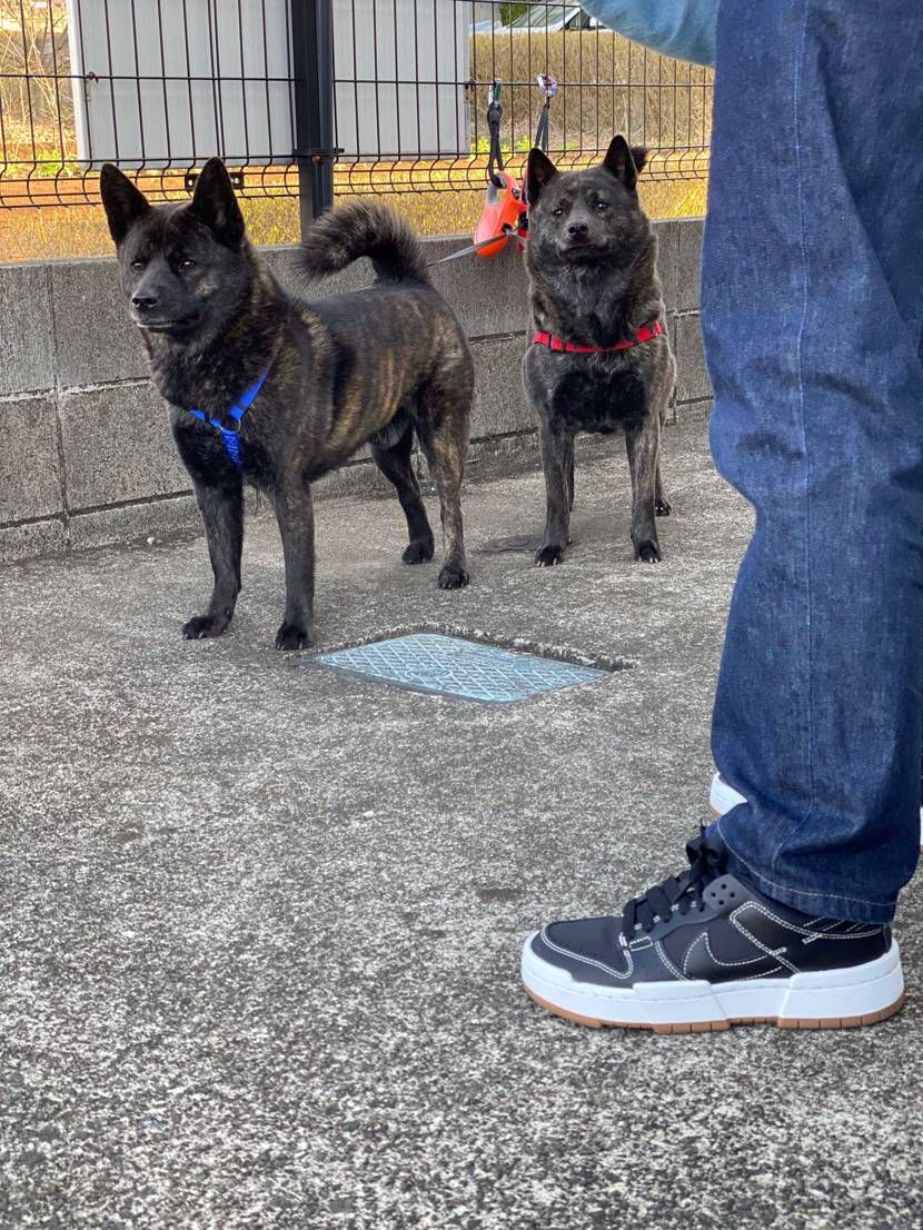 娘と犬の散歩。
今日は天気良くて暖かいです。