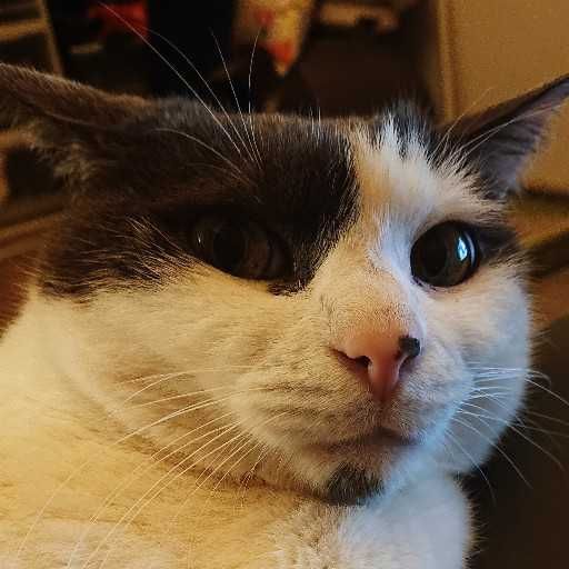 Rex