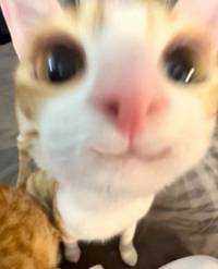 cat(出品者)