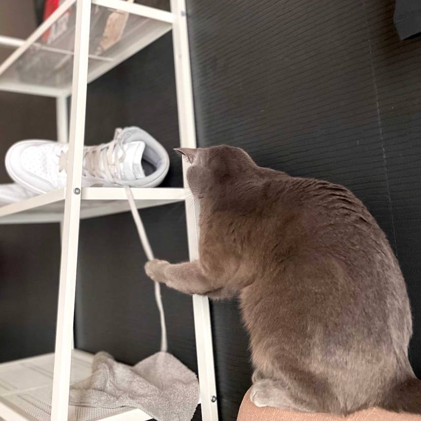 近所の河川敷で散歩&初履き記念にシカゴパシャパシャ📸🤩🤩🤩