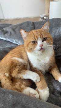 ユーザーアイコン