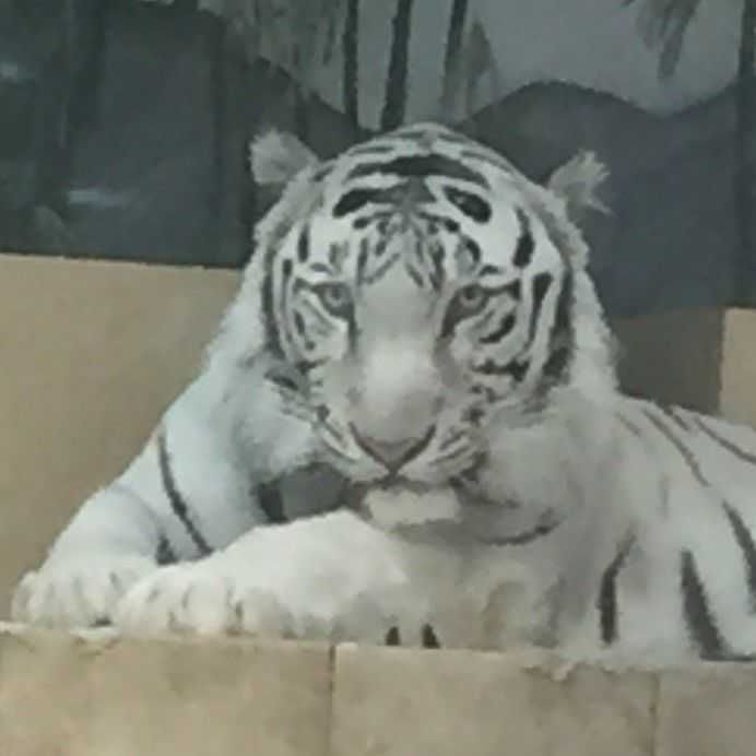 ツジモト