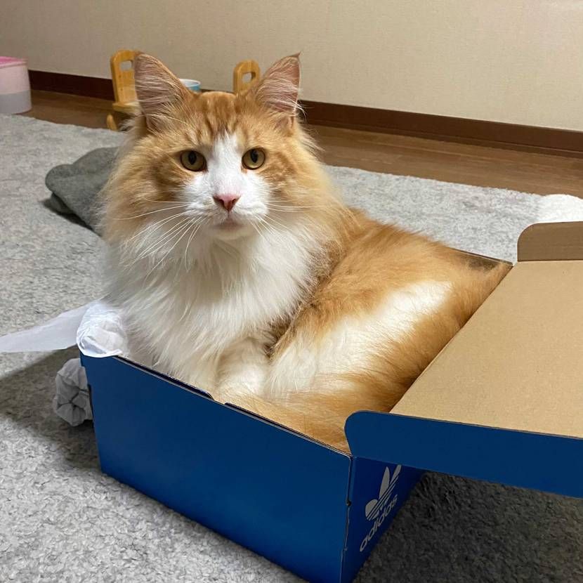 どっこいしょ

📦壊れる・・・😽