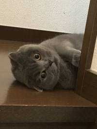クリア