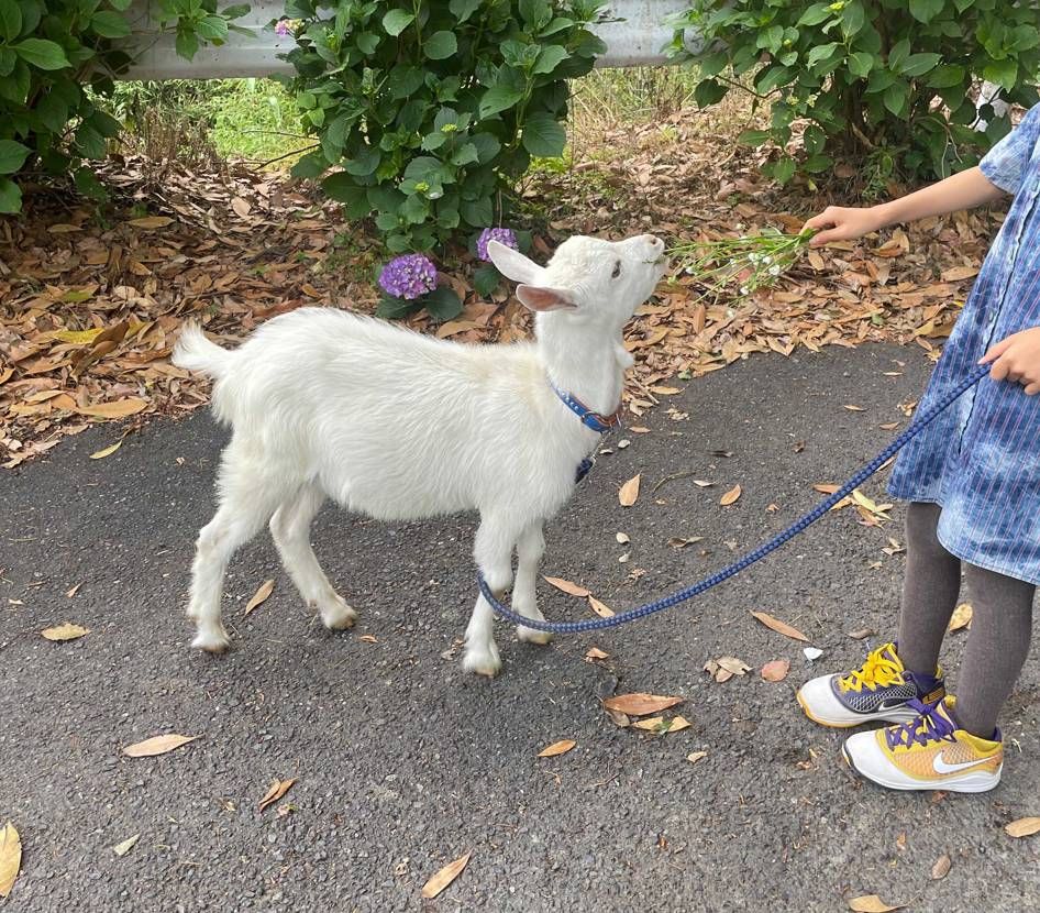 犬と紫陽花とパンダ
もう梅雨ですねー