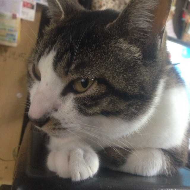 ユーザーアイコン