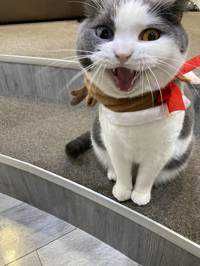ぴろりきん