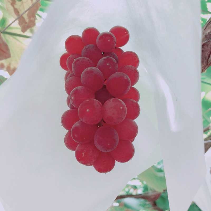 ゆうき