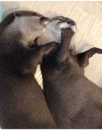 Otter