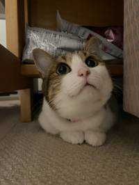 ユーザーアイコン