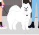 この犬の犬種は何ですか？サモエド？スピッツ？
