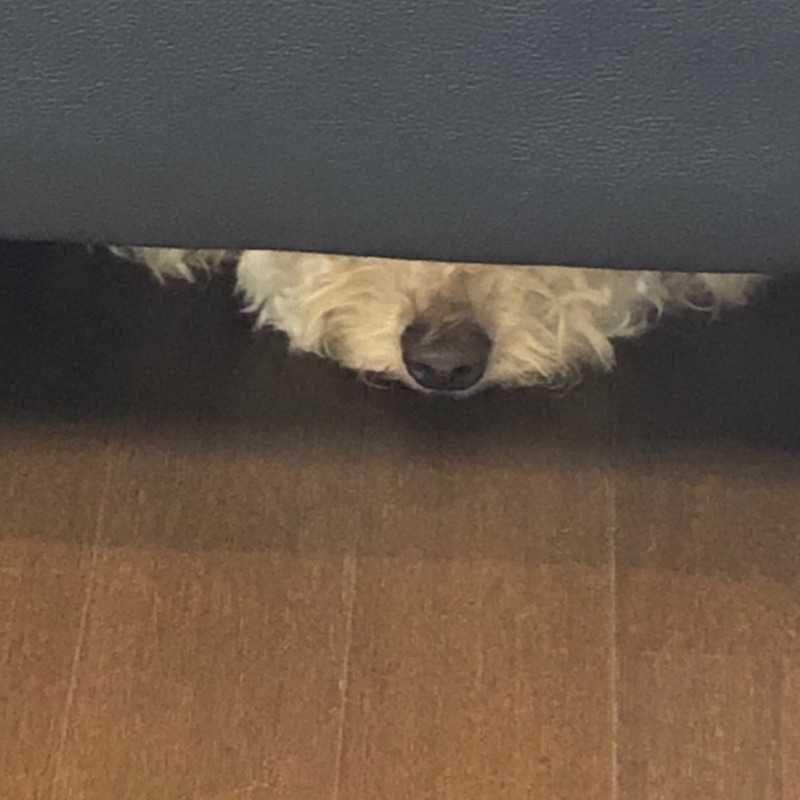 まさゆき