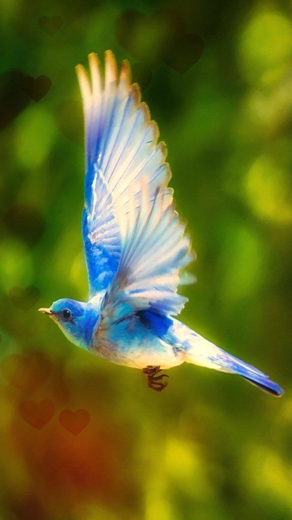 SNKRSのプロフィールの画像幸せを運ぶ青い鳥にしたから
限定オファーとトラヴ