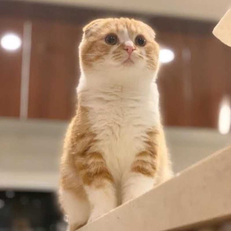 もちお