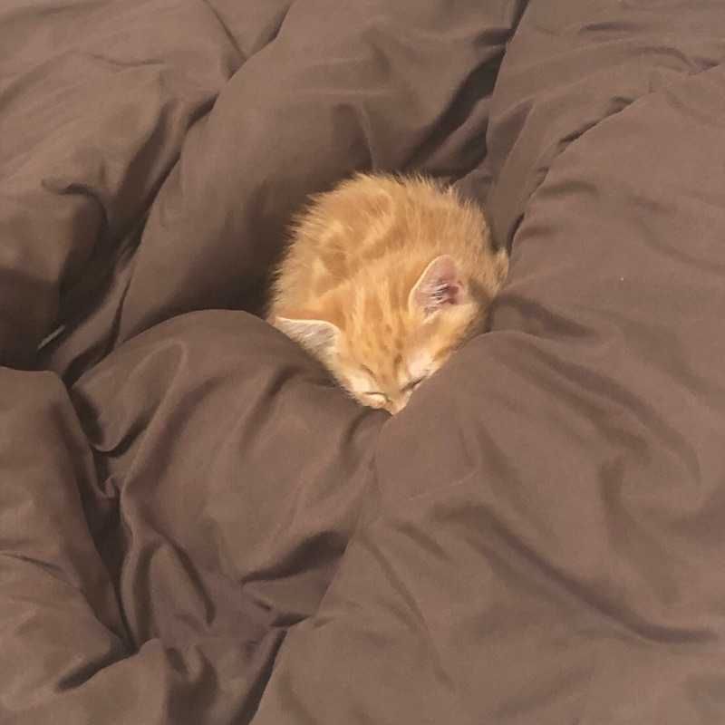 ゆぴてる