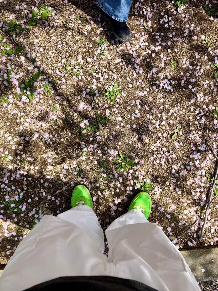 満開〜散り始めといったところですね
人は桜とか花火とか儚さ