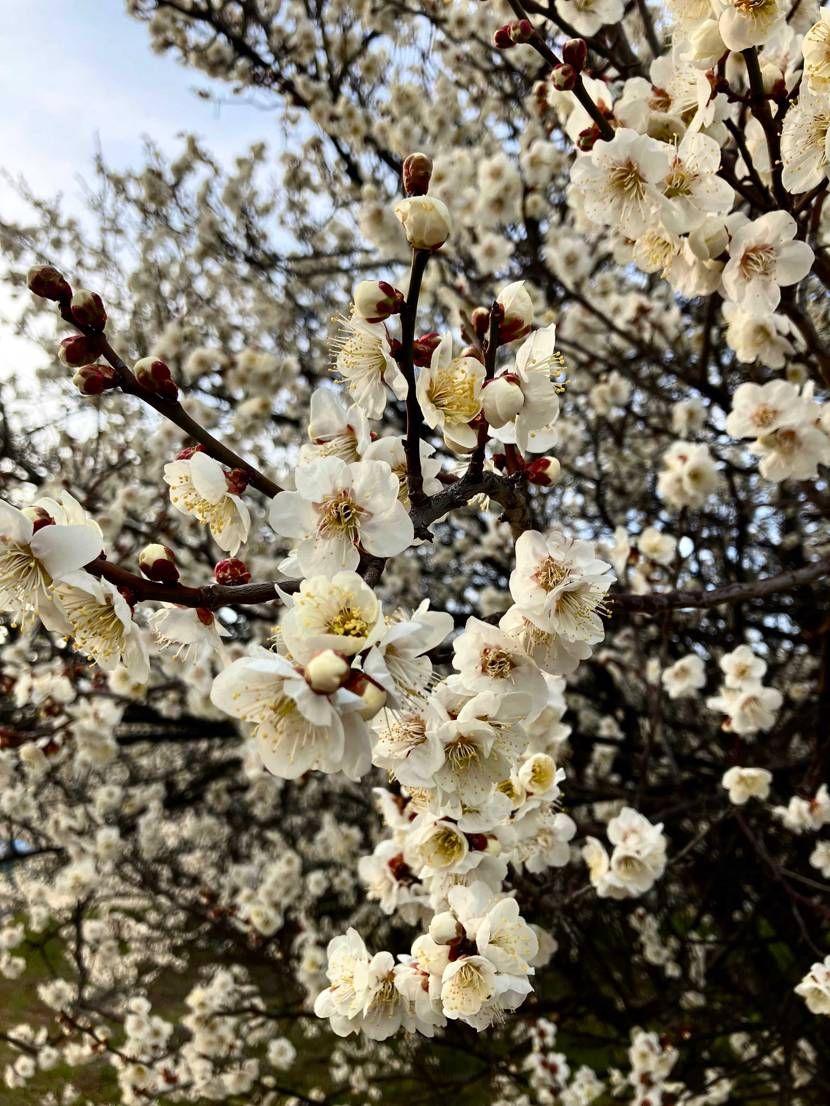 今日はティンバーでお散歩行ってきまーす🦍🦍🦍
梅の花が綺麗