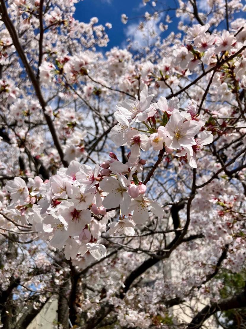 満開〜散り始めといったところですね
人は桜とか花火とか儚さ