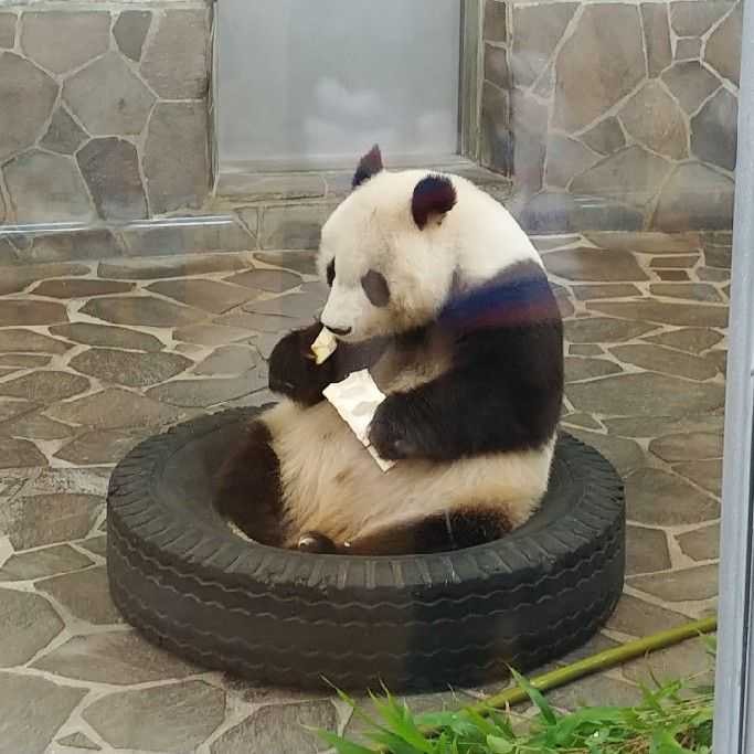 よすお(出品者)