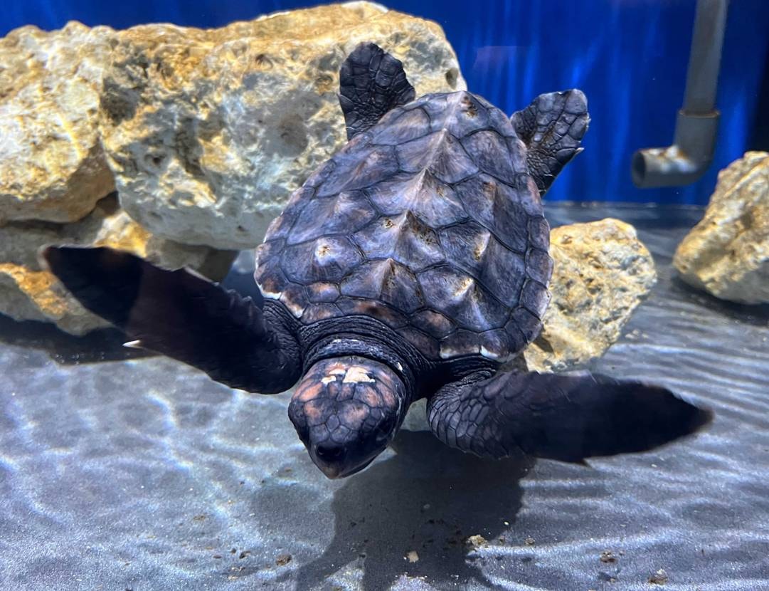 涼を求めて地元水族館へ（🐟写真無くて🙇💦）
結構歩いたけど