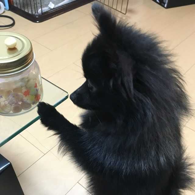 ひでぽん(出品者)