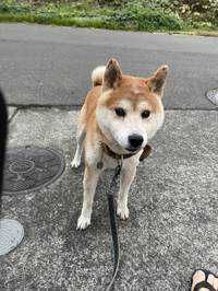 キチ