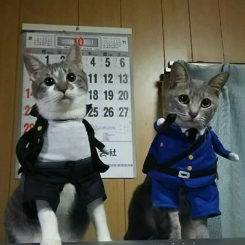 はくちゃん