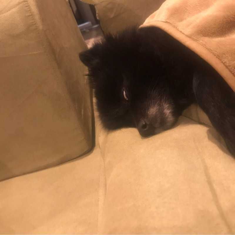 koki
