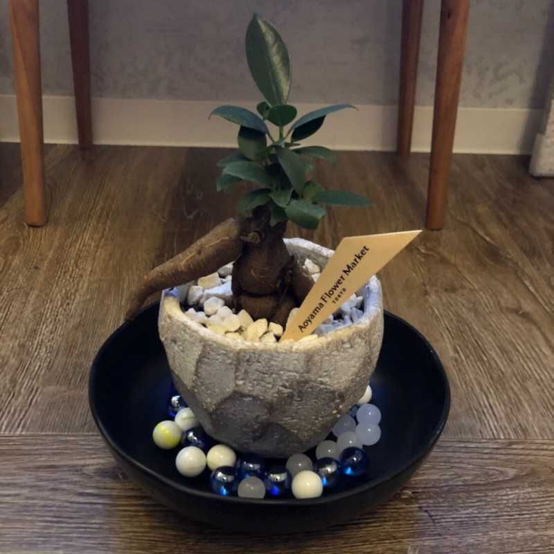成田大壽
