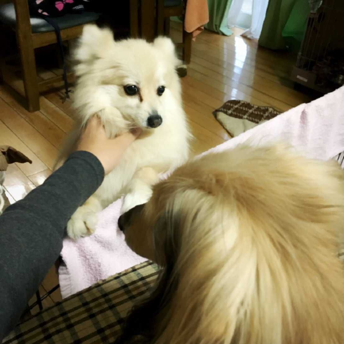 つよぽん