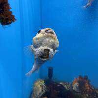 ユーザーアイコン