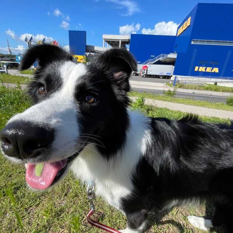 Hugo
