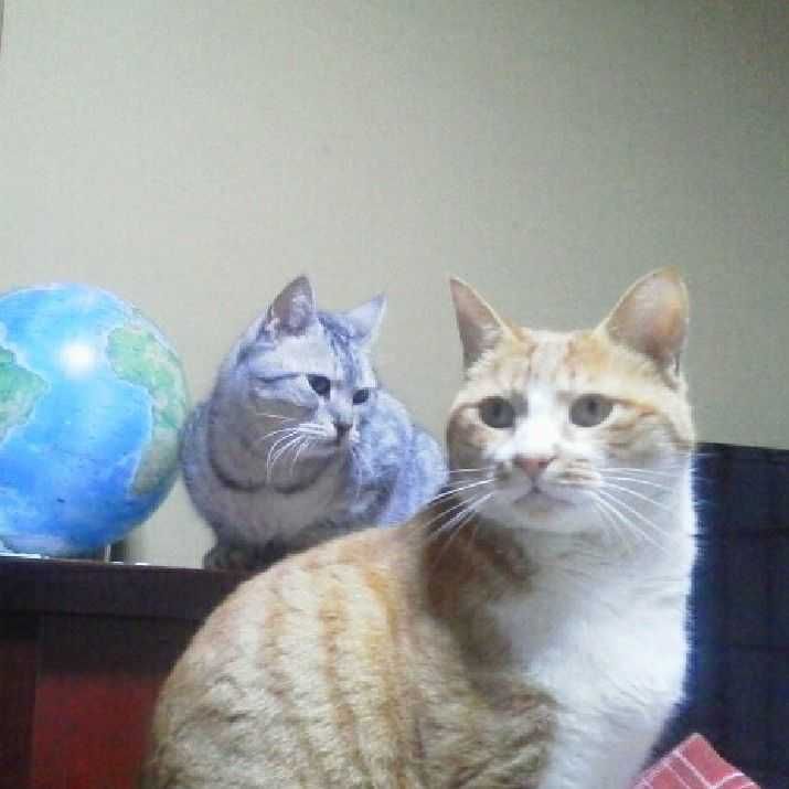 ニコチャン