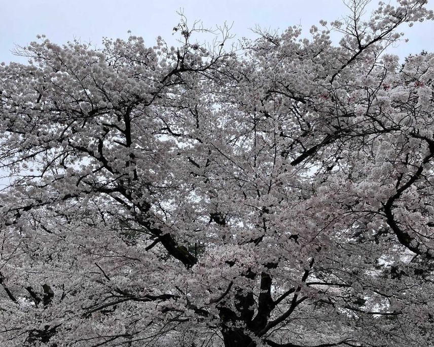 大宮公園で花見🌸