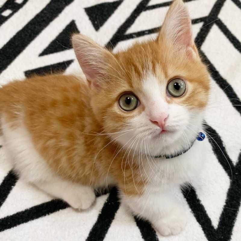 LUKA