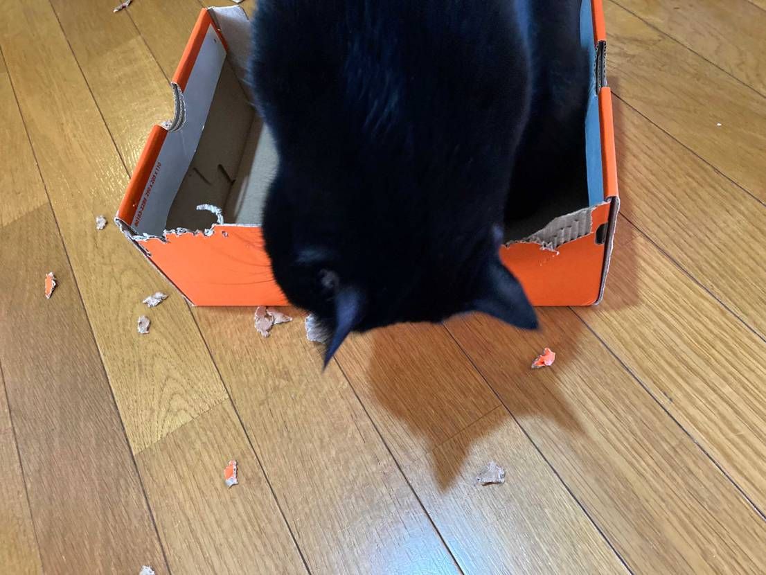 

箱がやられて発送できなくなるかもしれません
すいやせん

何でかじ